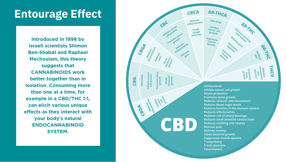 Entourage Effect, Endcannabinoid System, Picture, THC, CBD, CBN, CBG, Cannabinoids