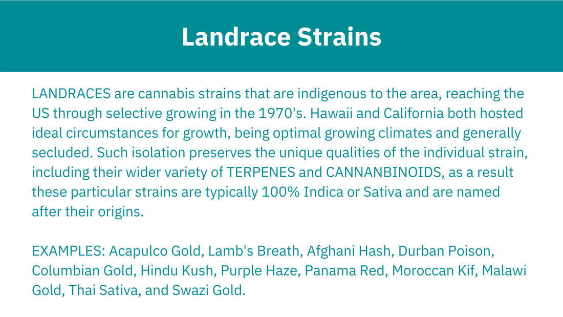 Picture. landrace, landrace strain, landrace strains, terpenes, cannabinoids